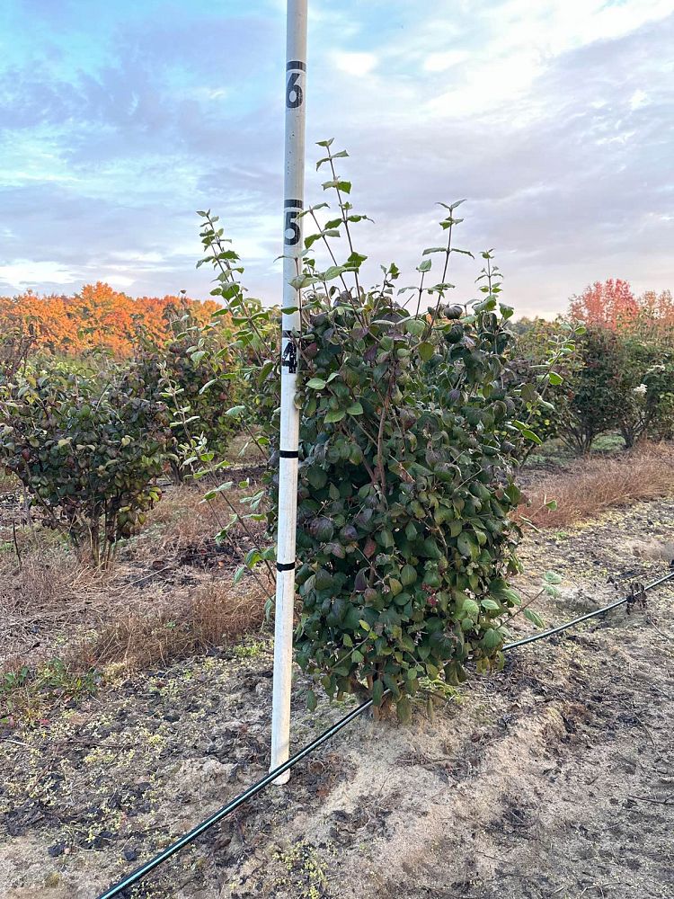 viburnum-carlesii-koreanspice-viburnum