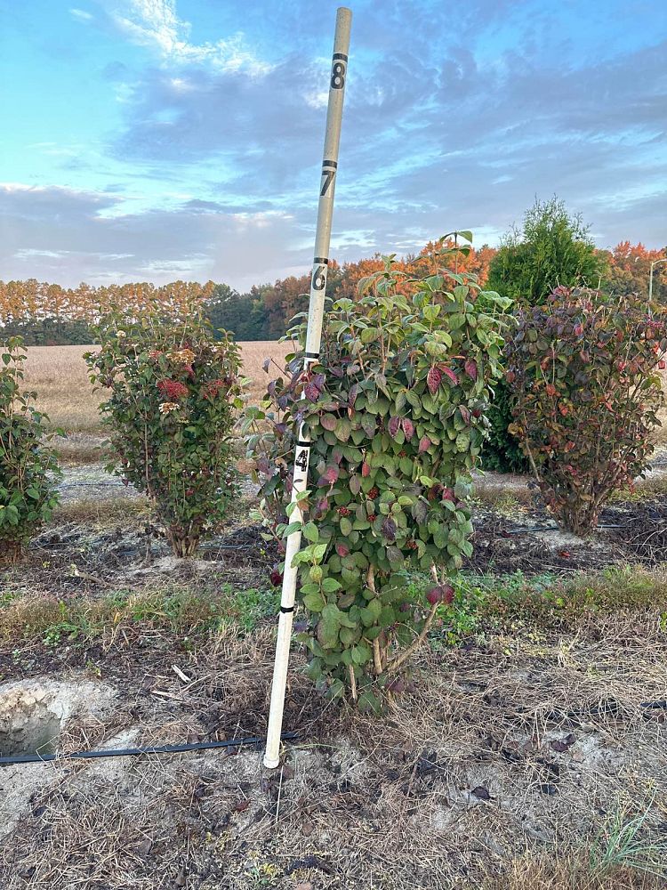 viburnum-carlesii-koreanspice-viburnum