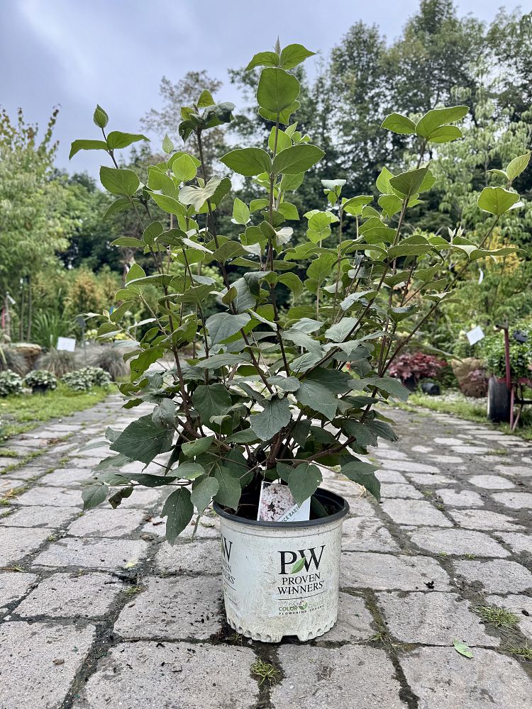 viburnum-carlesii-smvcb-spice-baby-trade-korean-spice-viburnum