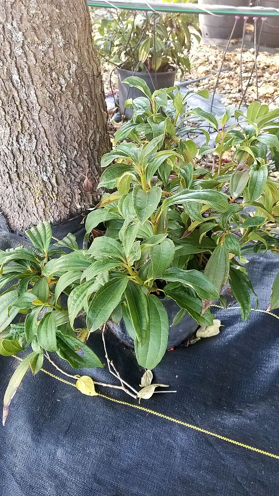 viburnum-davidii-david-s-viburnum