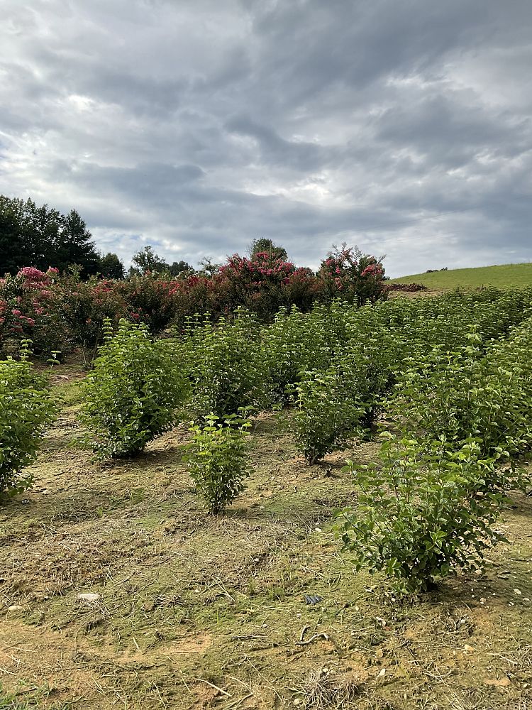 viburnum-dentatum-chicago-lustre-synnestvedt-southern-arrowwood