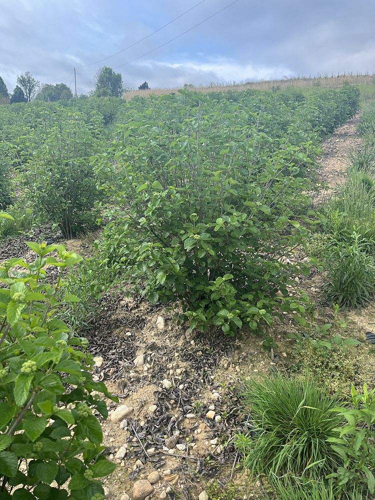 viburnum-dentatum-chicago-lustre-synnestvedt-southern-arrowwood