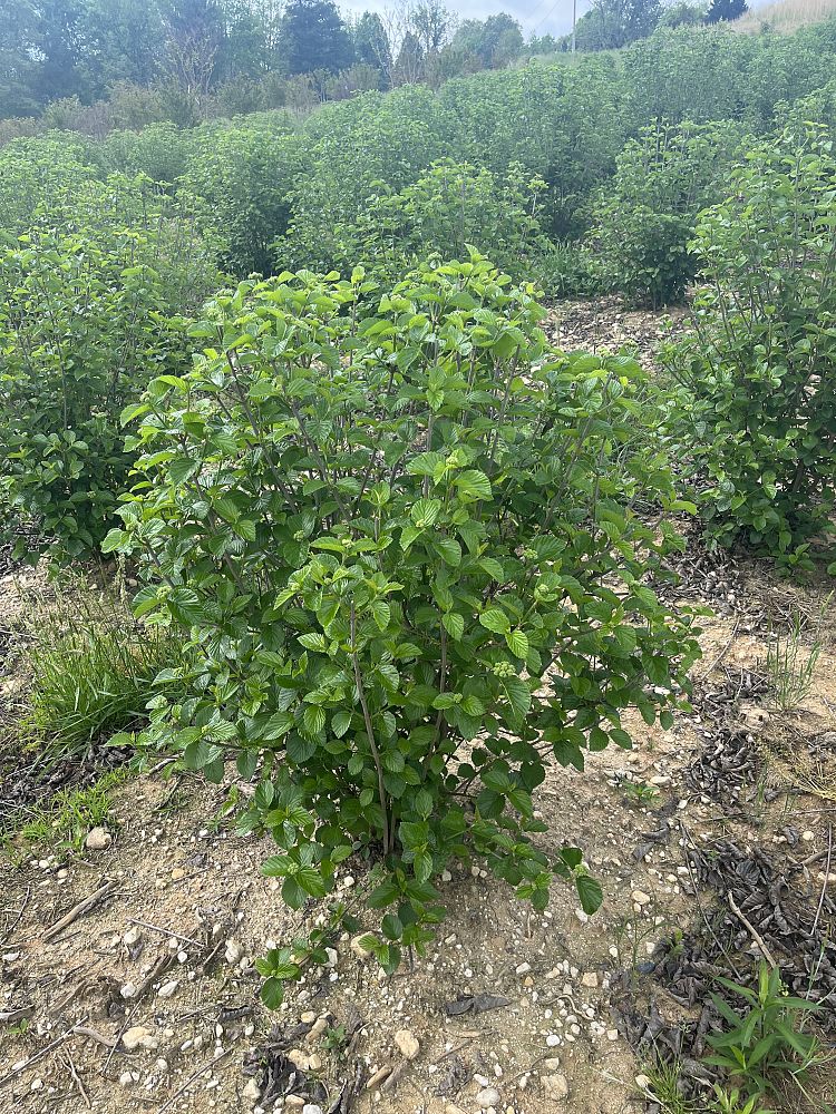 viburnum-dentatum-chicago-lustre-synnestvedt-southern-arrowwood
