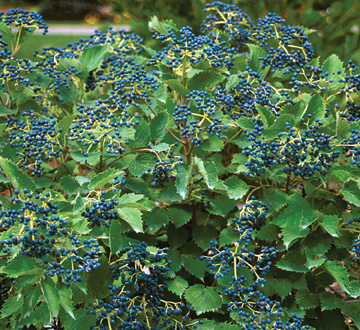 viburnum-dentatum-christom-blue-muffin-reg-arrowwood-viburnum