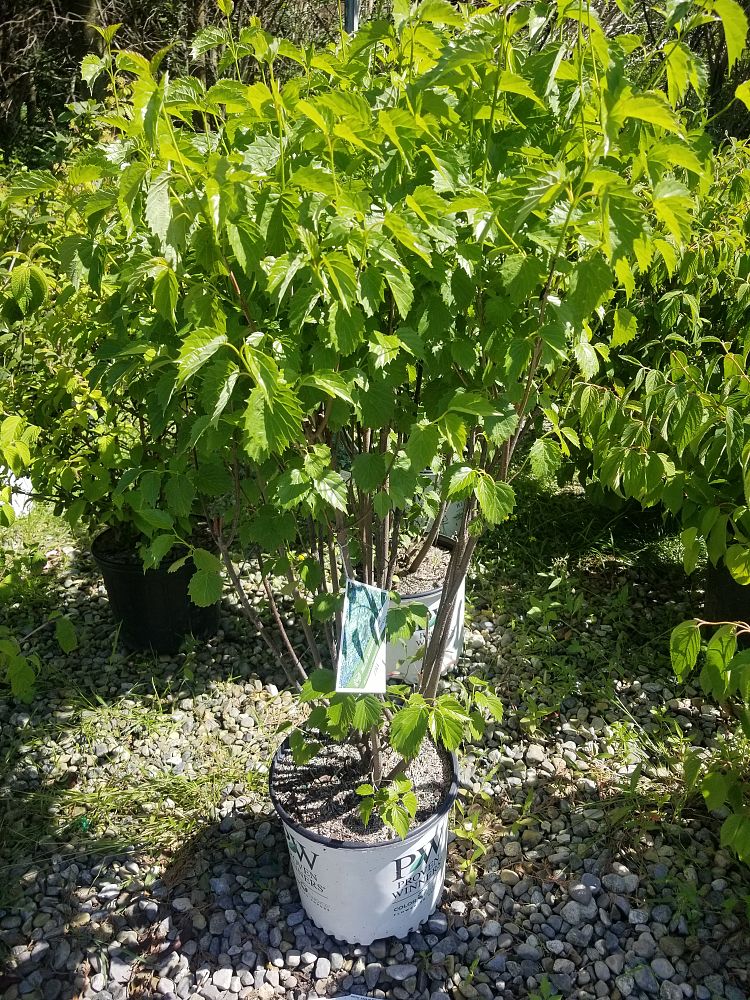 viburnum-dentatum-christom-blue-muffin-reg-arrowwood-viburnum