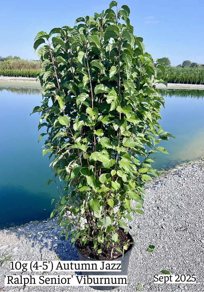 viburnum-dentatum-ralph-senior-autumn-jazz-southern-arrowwood