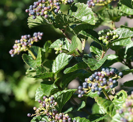 viburnum-dentatum-var-deamii-glitters-glows-trade-viburnum