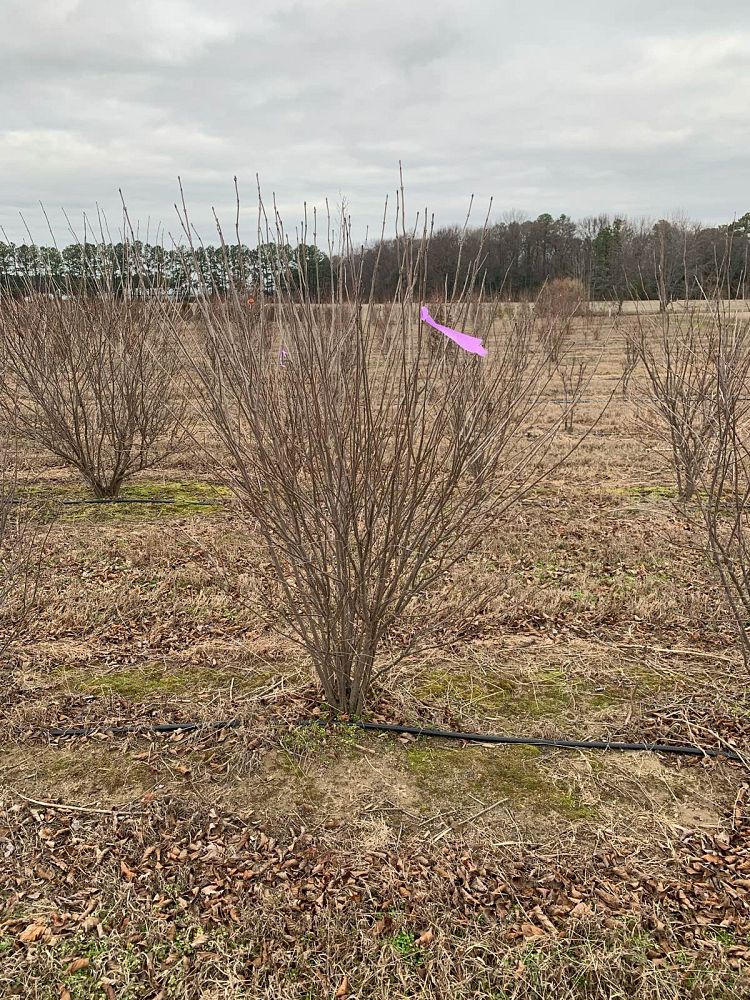 viburnum-dentatum-viburnum-arrowwood