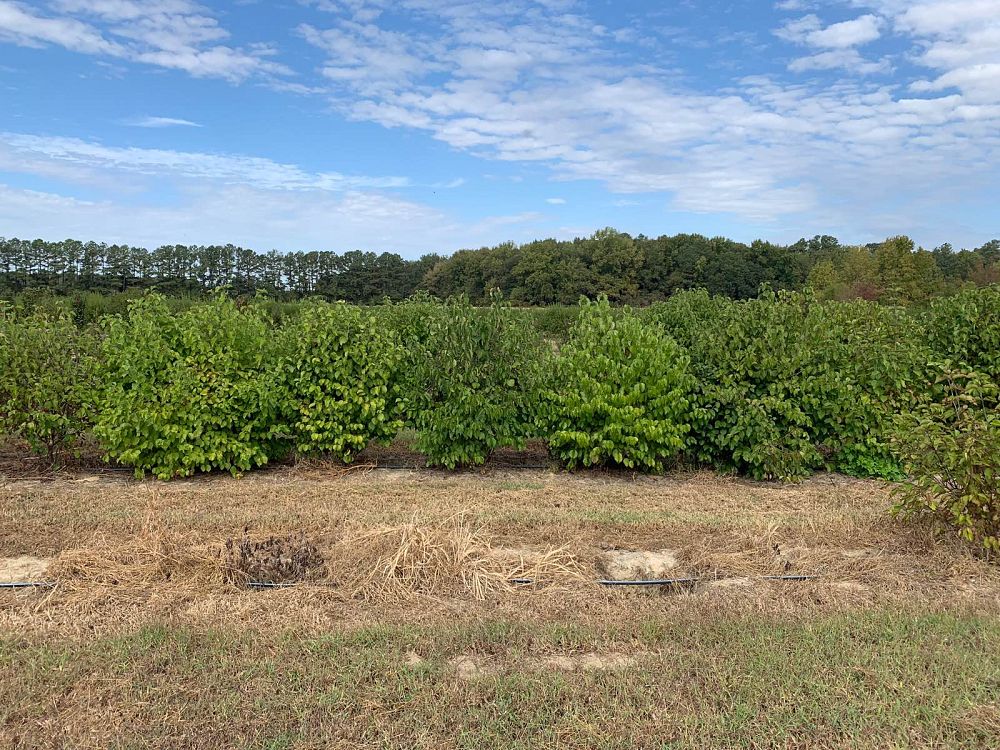 viburnum-dentatum-viburnum-arrowwood