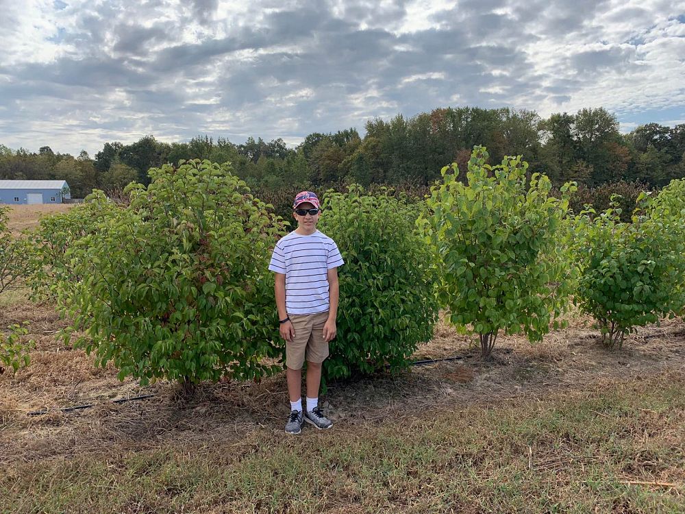 viburnum-dentatum-viburnum-arrowwood