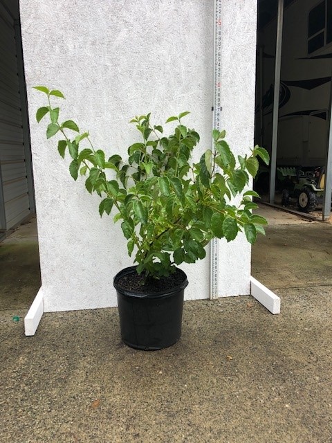viburnum-dentatum-viburnum-arrowwood