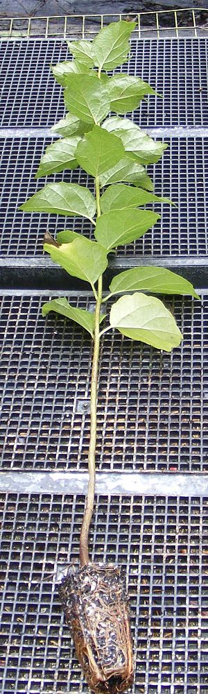 viburnum-dentatum-viburnum-arrowwood-southern-arrowwood
