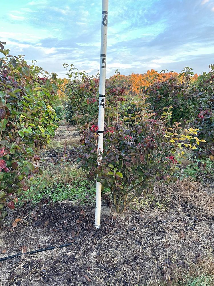 viburnum-dilatatum-linden-viburnum