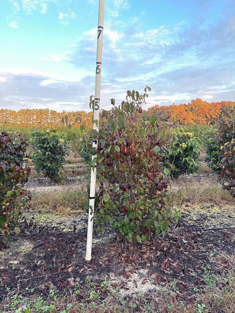 viburnum-dilatatum-linden-viburnum