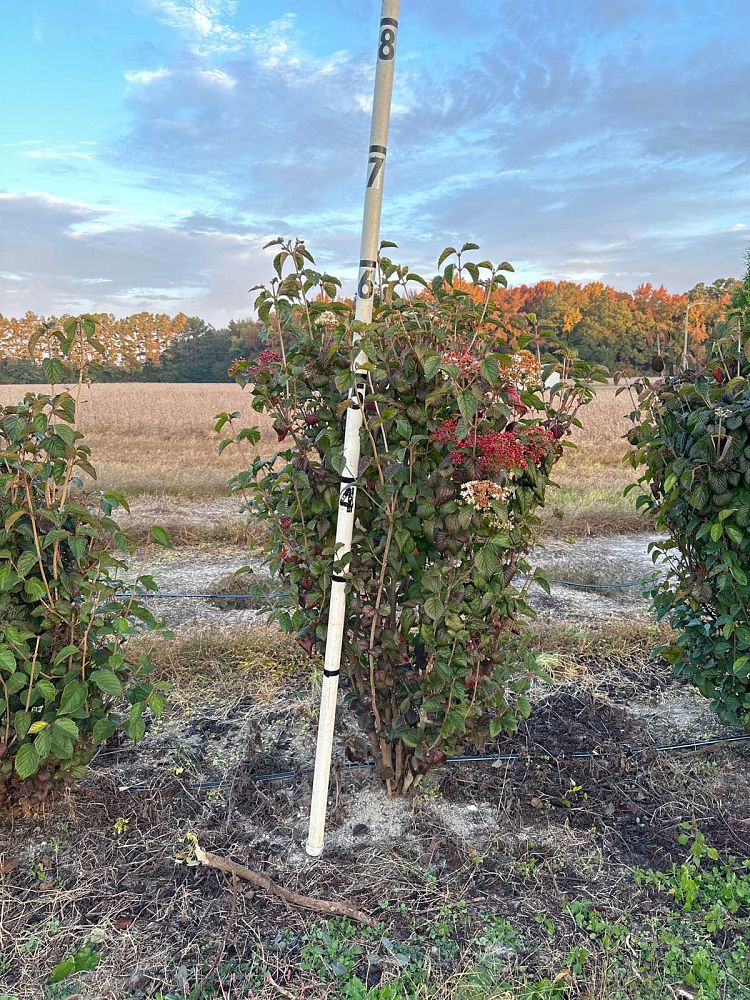 viburnum-dilatatum-linden-viburnum