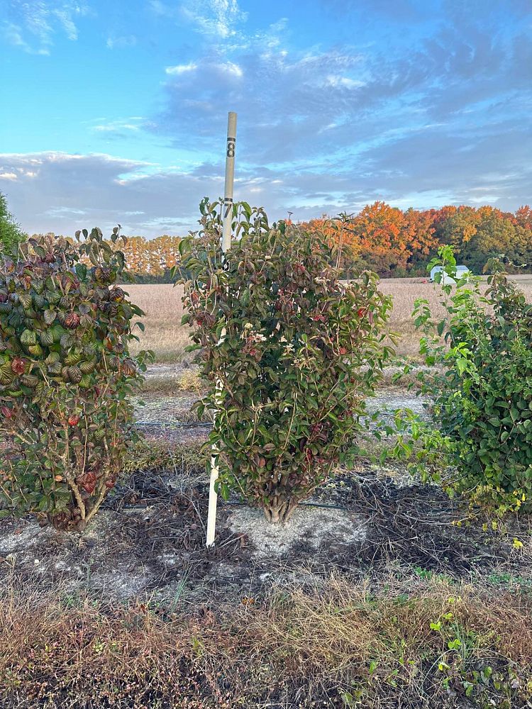viburnum-dilatatum-linden-viburnum