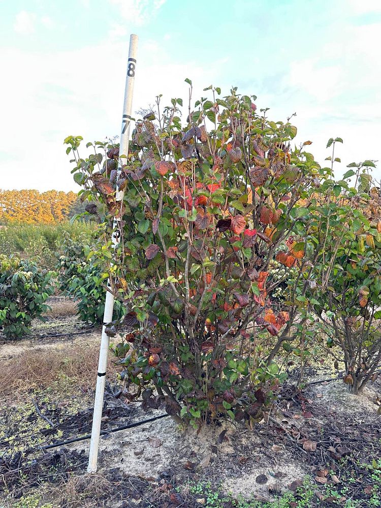 viburnum-dilatatum-linden-viburnum