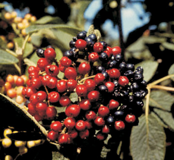 viburnum-lantana-mohican-wayfaring-tree