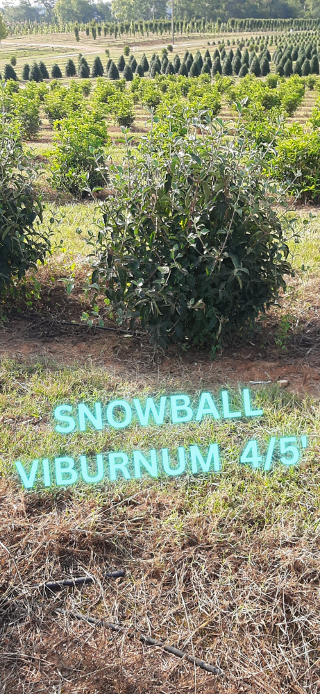 viburnum-macrocephalum-chinese-snowball-viburnum