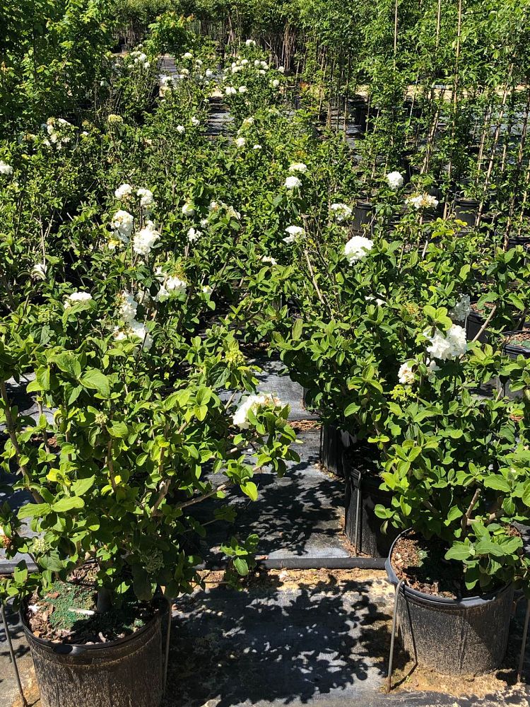 viburnum-macrocephalum-chinese-snowball-viburnum