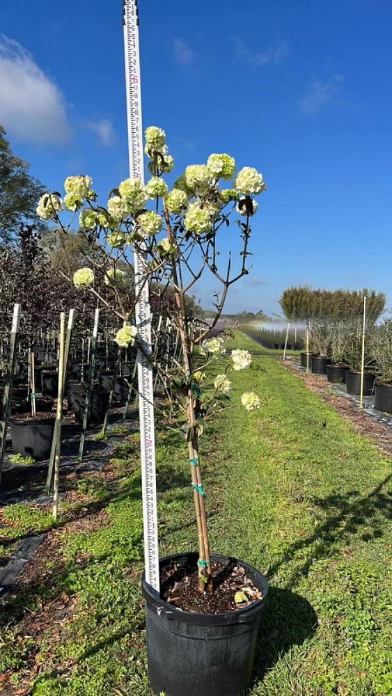 viburnum-macrocephalum-chinese-snowball-viburnum