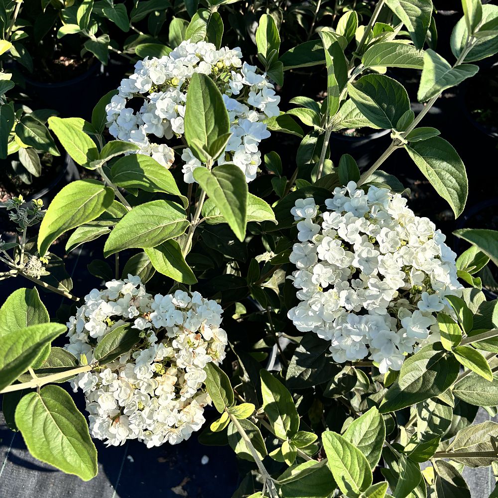 viburnum-macrocephalum-chinese-snowball-viburnum