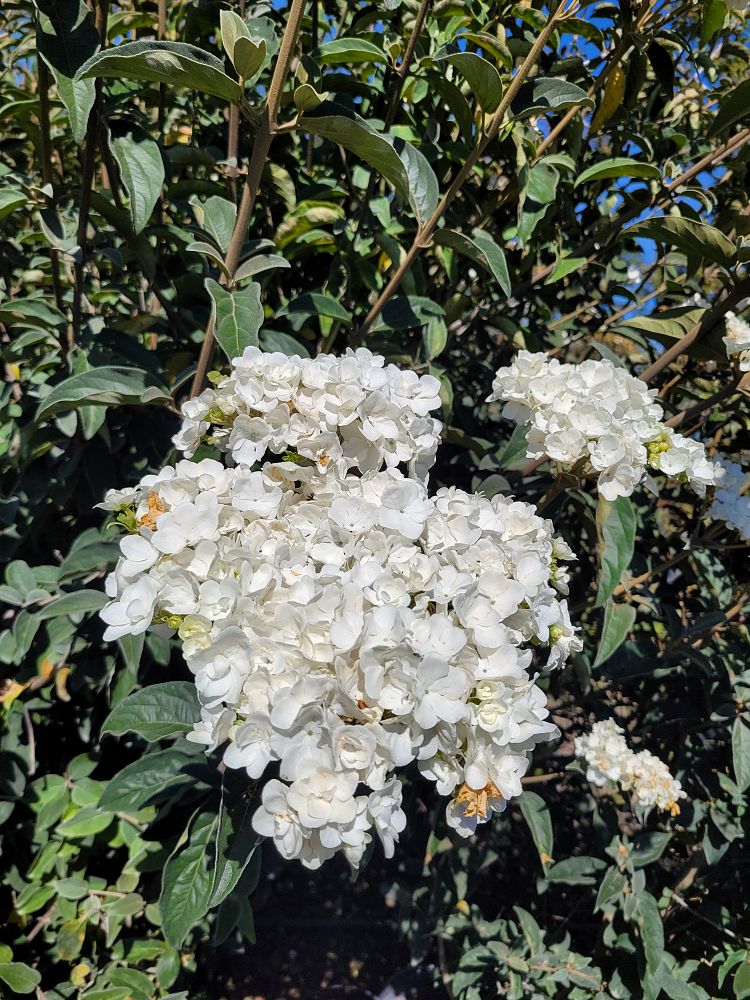 viburnum-macrocephalum-chinese-snowball-viburnum