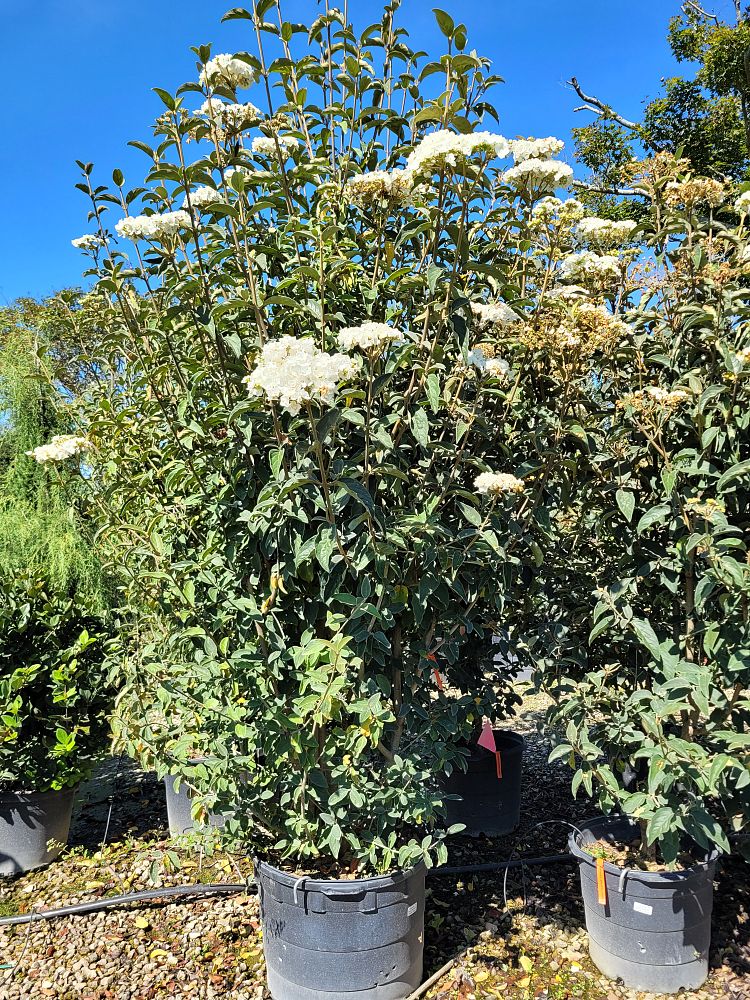 viburnum-macrocephalum-chinese-snowball-viburnum