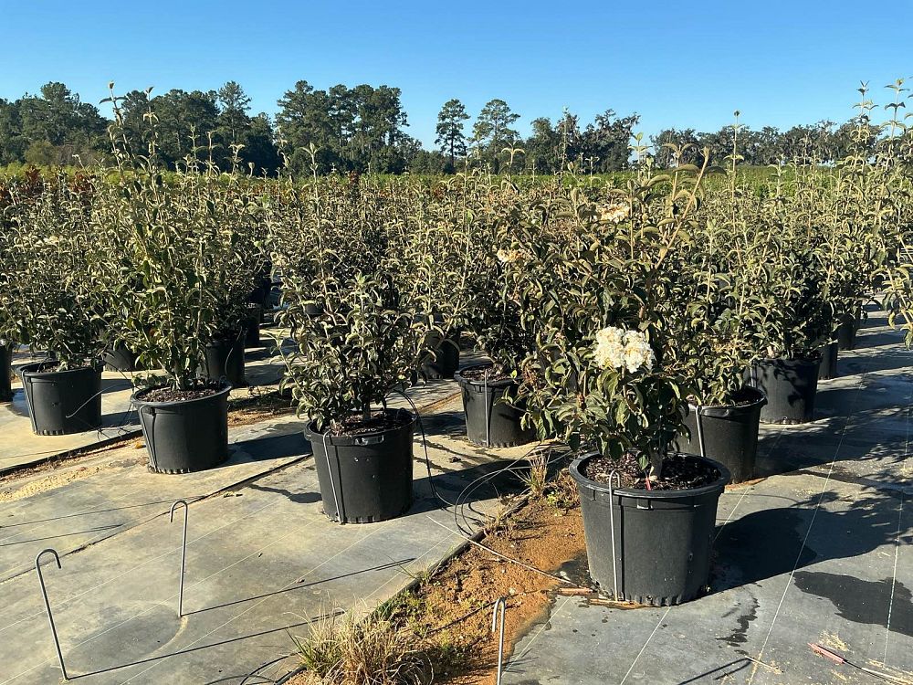 viburnum-macrocephalum-chinese-snowball-viburnum