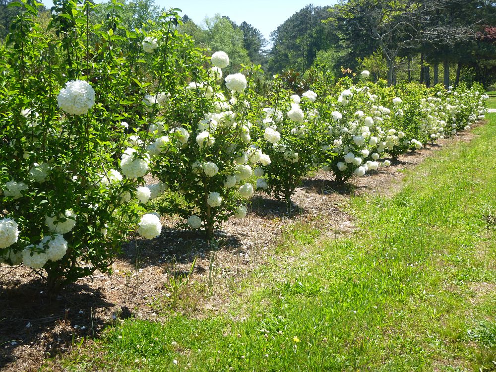 viburnum-macrocephalum-sterile-chinese-snowball-viburnum