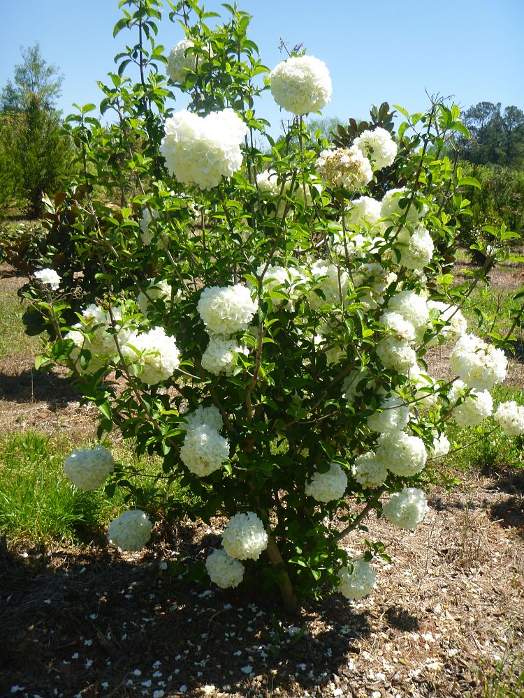 viburnum-macrocephalum-sterile-chinese-snowball-viburnum