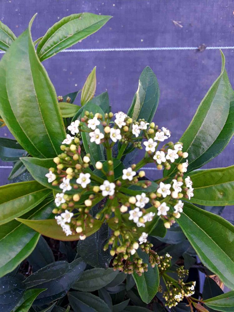 viburnum-ncvx2-yin-reg-viburnum