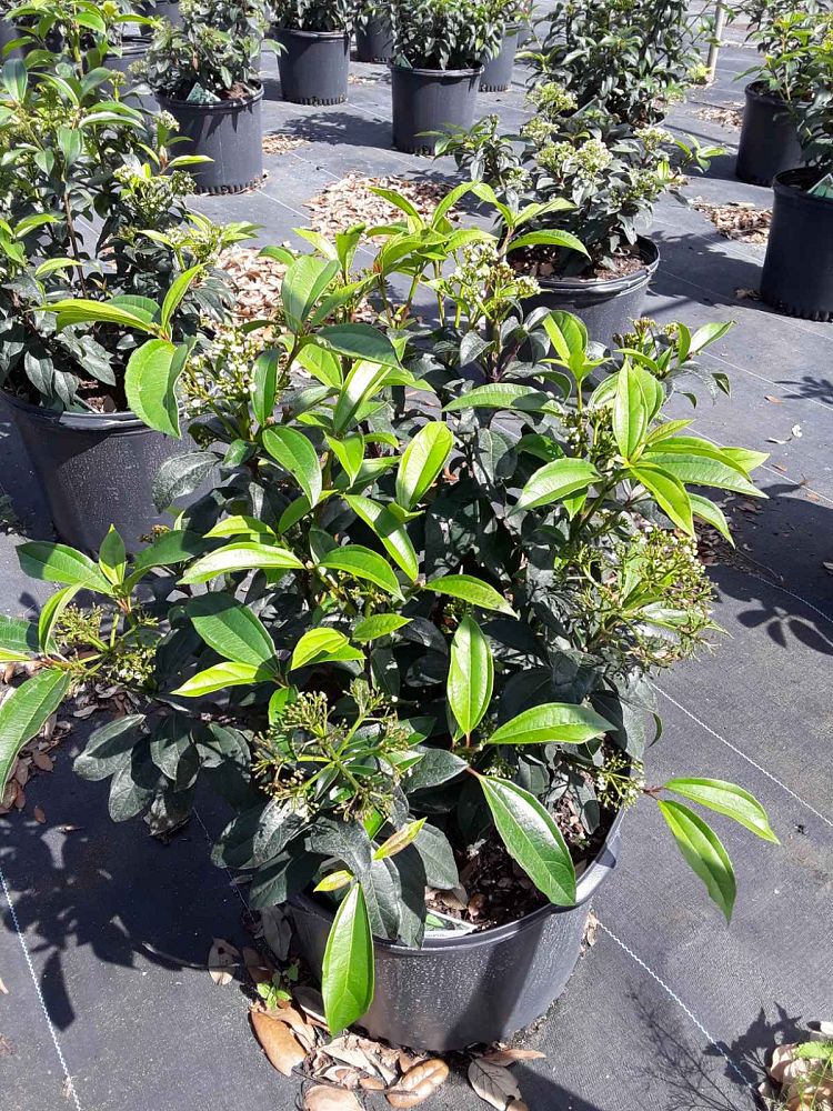 viburnum-ncvx2-yin-reg-viburnum