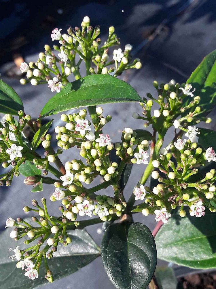viburnum-ncvx3-yang-reg-viburnum