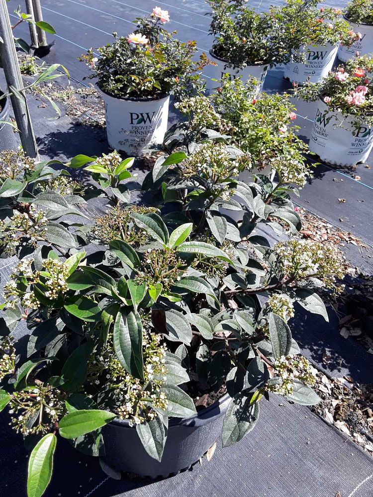 viburnum-ncvx3-yang-reg-viburnum