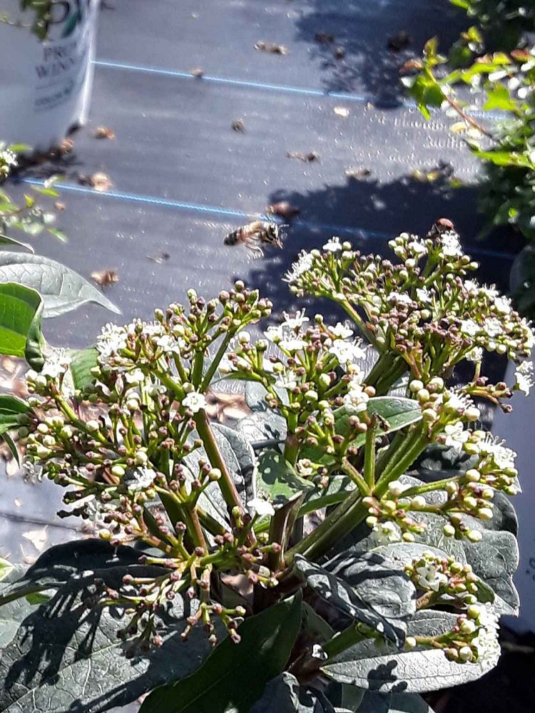 viburnum-ncvx3-yang-reg-viburnum