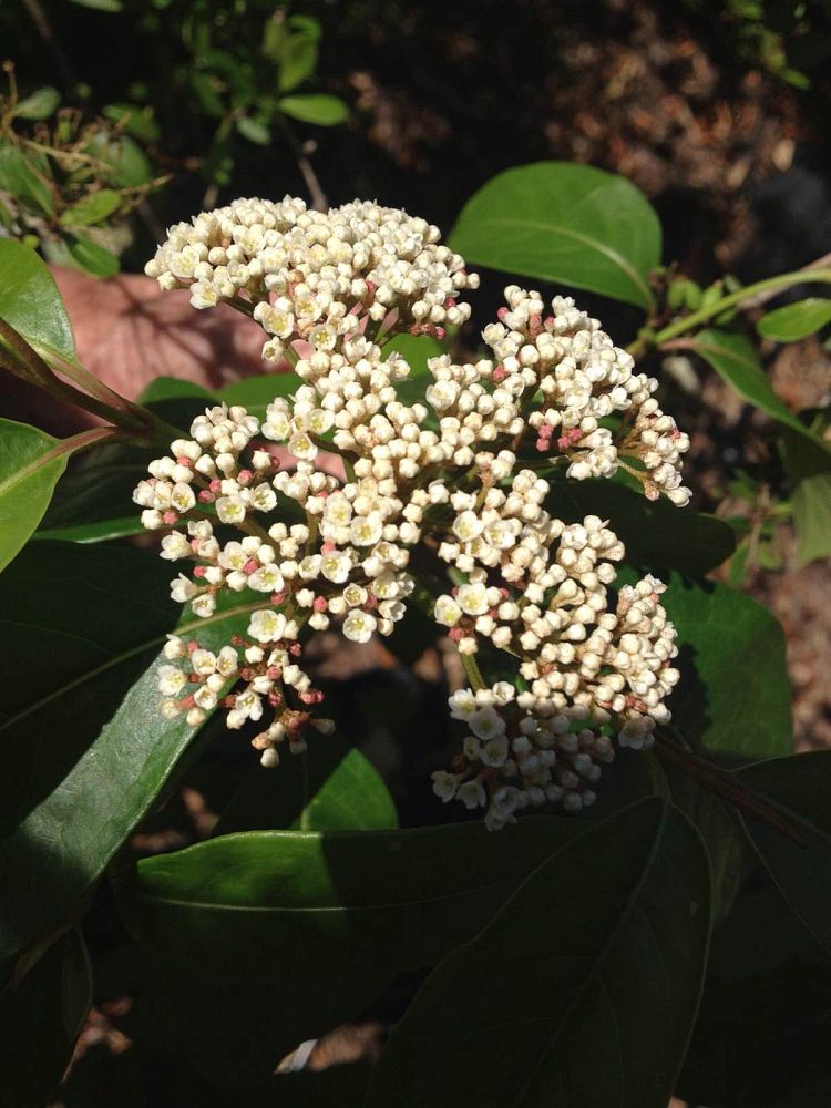 viburnum-nudum-possumhaw