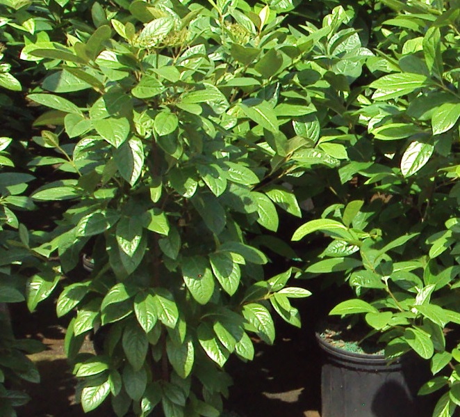 viburnum-nudum-winterthur-possumhaw
