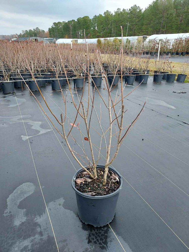 viburnum-nudum-winterthur-possumhaw