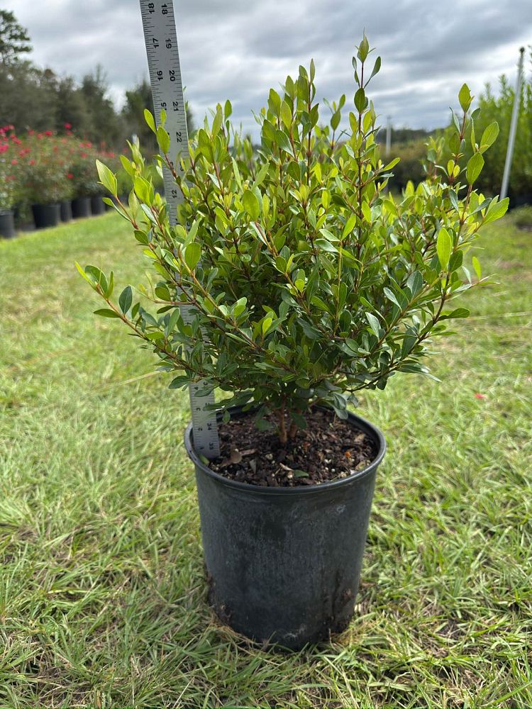 viburnum-obovatum-best-densa-walters-viburnum