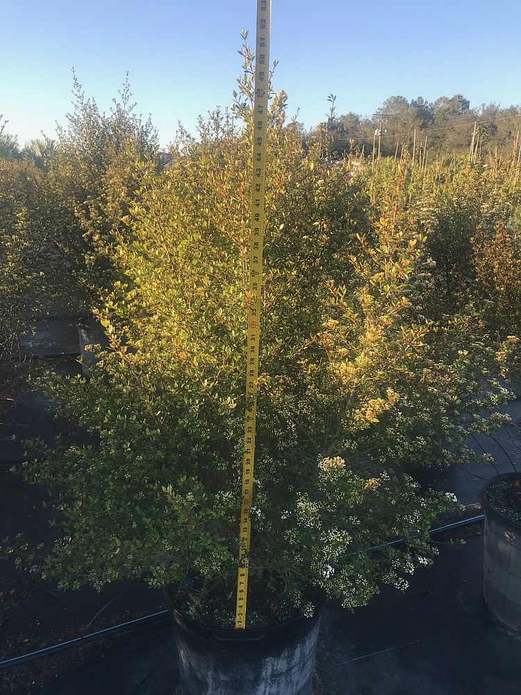 viburnum-obovatum-compacta-walters-viburnum