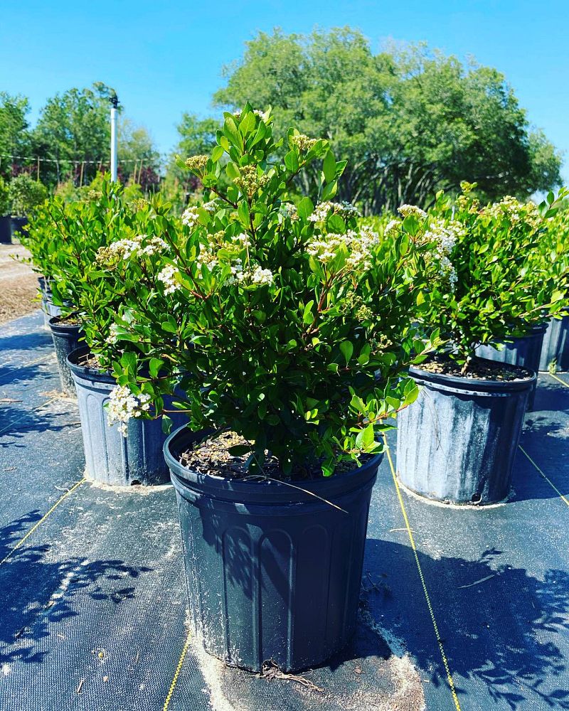 viburnum-obovatum-densa-walters-viburnum