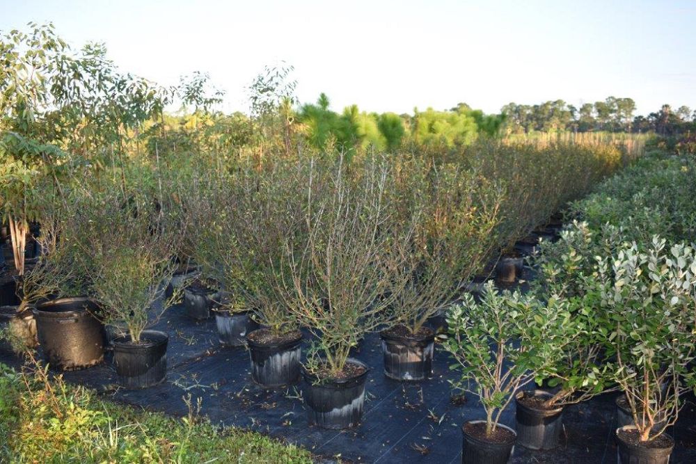 viburnum-obovatum-densa-walters-viburnum