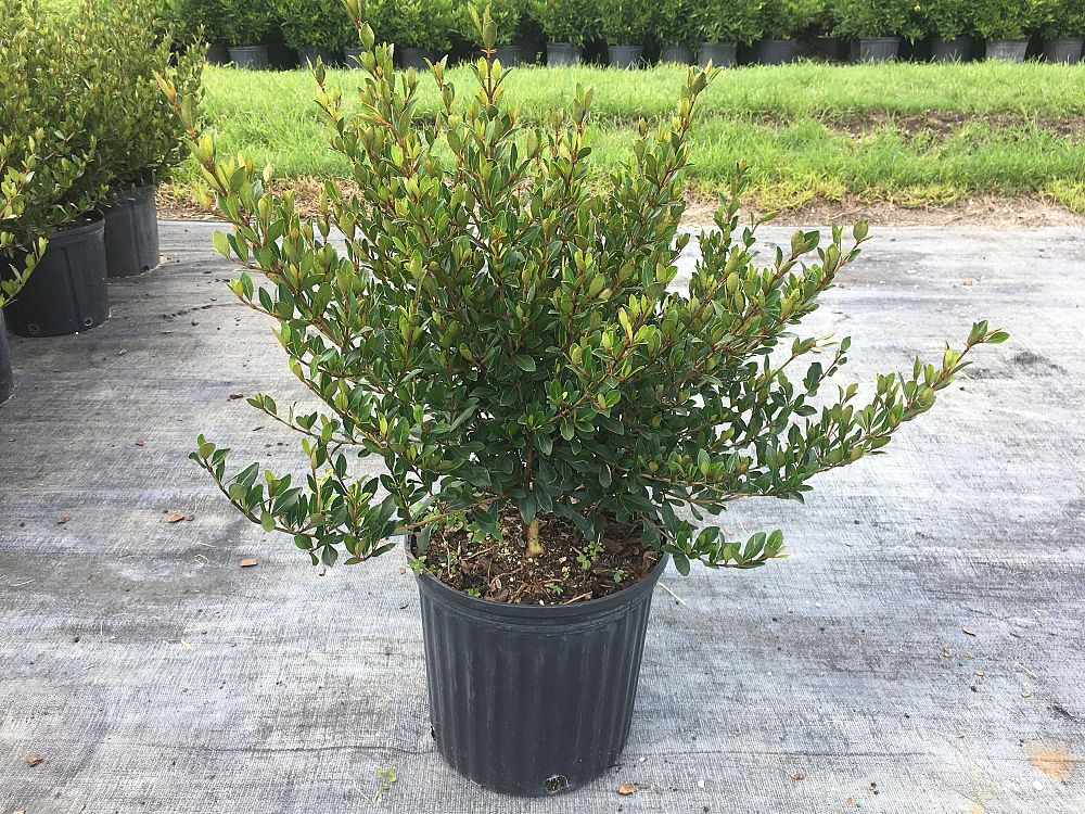 viburnum-obovatum-densa-walters-viburnum