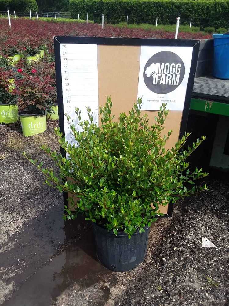 viburnum-obovatum-densa-walters-viburnum