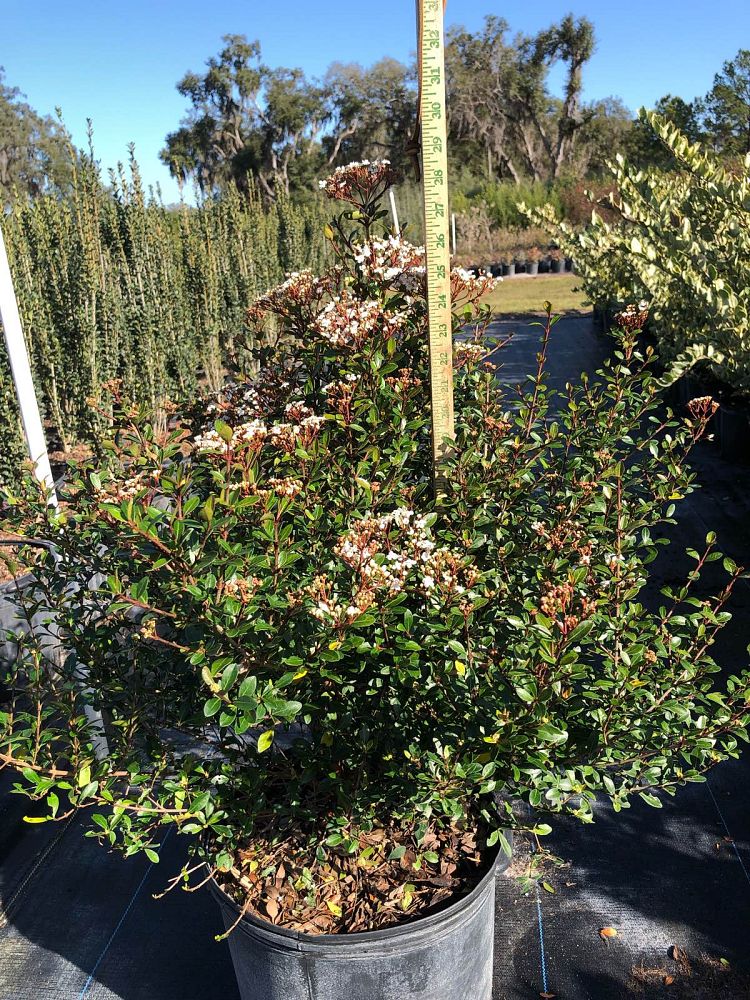 viburnum-obovatum-densa-walters-viburnum