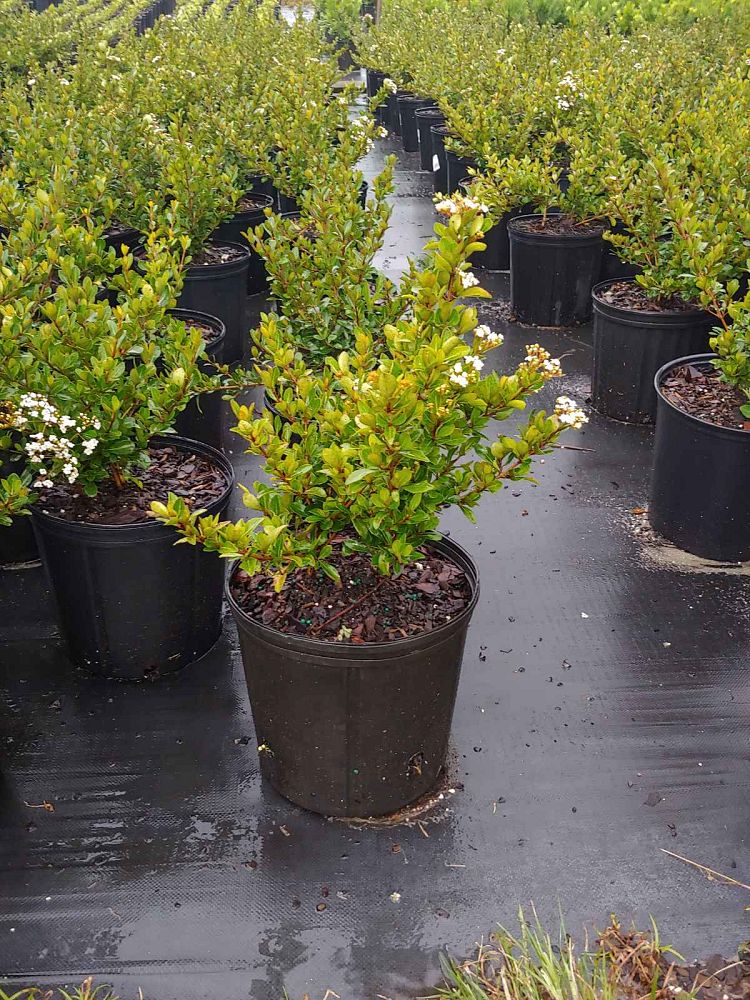viburnum-obovatum-densa-walters-viburnum