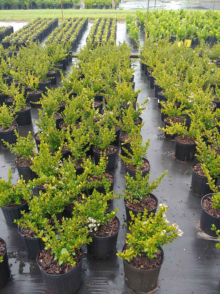 viburnum-obovatum-densa-walters-viburnum