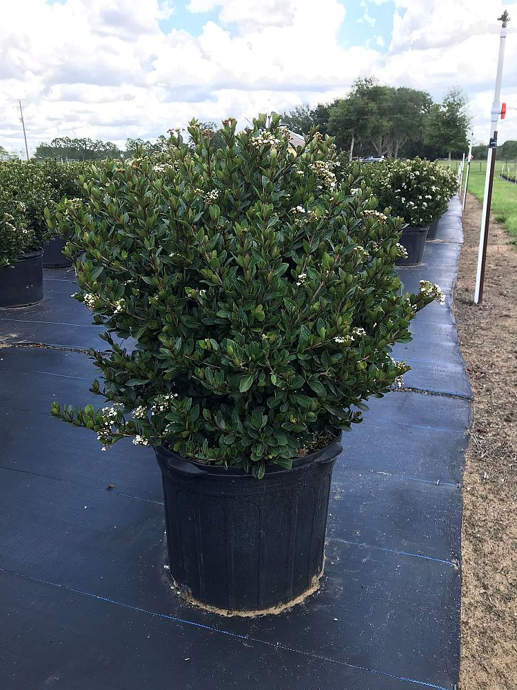 viburnum-obovatum-densa-walters-viburnum