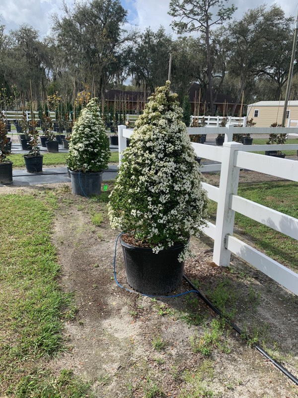 viburnum-obovatum-densa-walters-viburnum